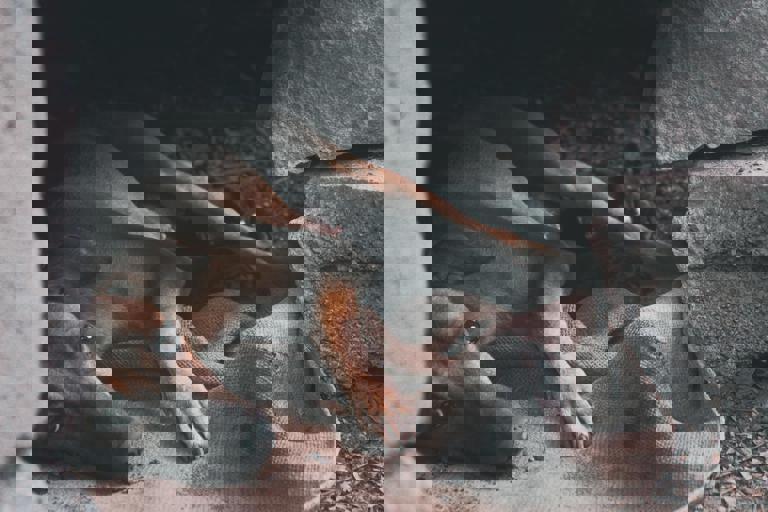 Nueva ley de protección animal endurece sanciones por abandono de mascotas